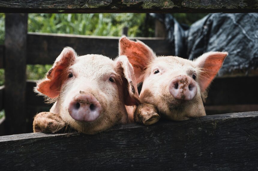 Varkens